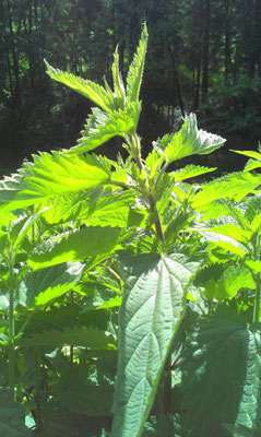 Brennessel im Sonnenlicht