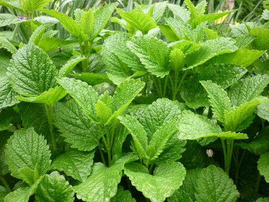 Melissa officinalis