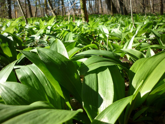 Waldboden übersäht mit Bärlauch