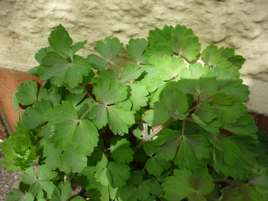 Chelidonium majus - Schöllkraut