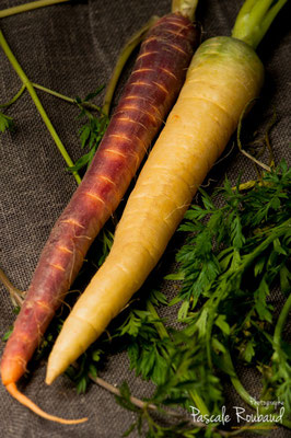 Les carottes anciennes