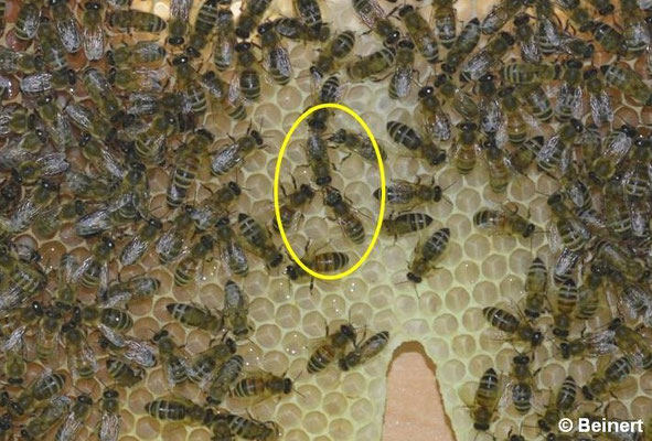 Bienen Honig Pro Volk