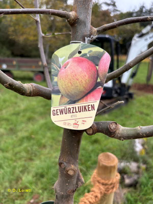 Alte und weit verbreitete Sorte