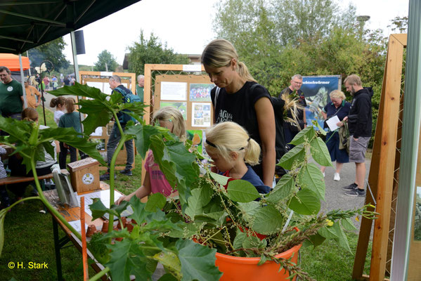 Die "Neophyten" - Pflanzen