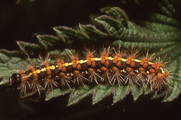 Raupe Russischer Bär