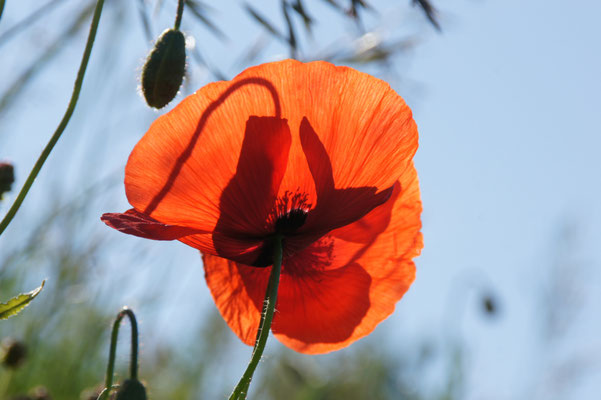 Mohn