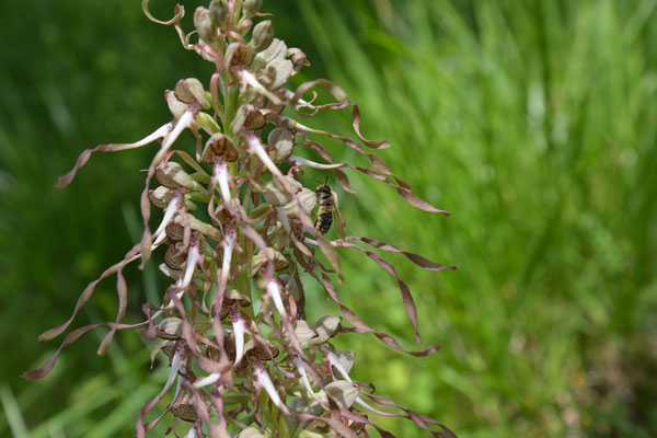 Orchidee "Bocksriemenzunge"