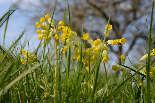 Blüte von "Wiesenschlüsselblume"auf Wiese vom Naturschutzverein Zaberfeld