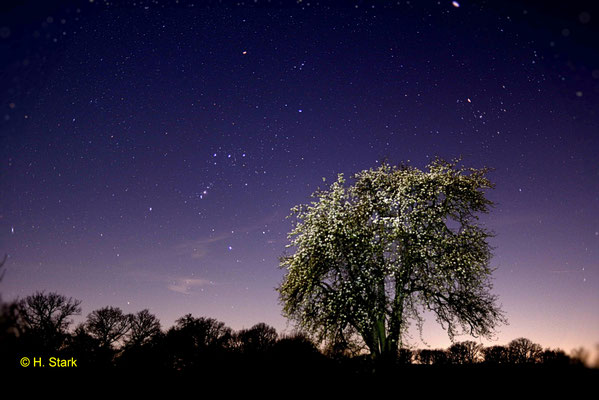 Blühender Birnbaum um Mitternacht