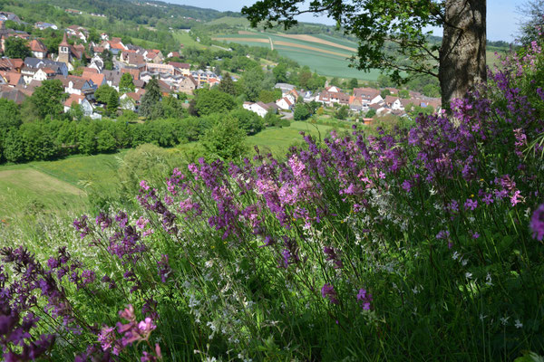 Blick vom Spitzenberg auf Zaberfeld - Im Vordergrund die "Pechnelke"