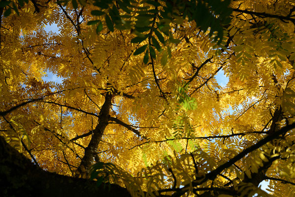 Blätterdach von unten, Speierling im Herbst