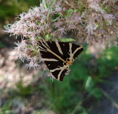 Russischer Bär in Ruhestellung