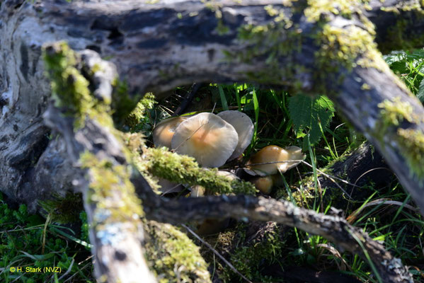 Pilze zwischen Obstbaumwurzeln