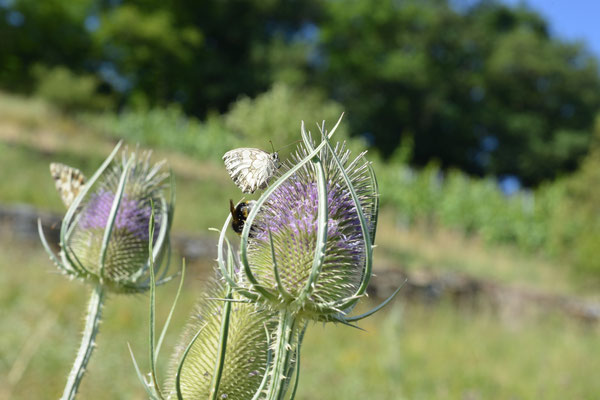 Wilde Karde umschwärmt von Schmetterlingen und Hummeln