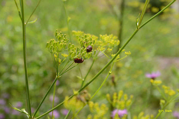 Streifenwanze