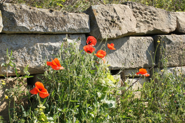 Mohn an der Trockenmauer