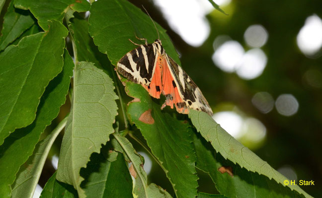 Schmetterling - Spanische Flagge