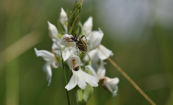 Fuchssches Knabenkraut mit Schmuckwanze