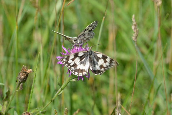 Schachbrettfalter