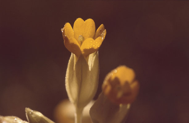 Blüte von "Wiesenschlüsselblume"