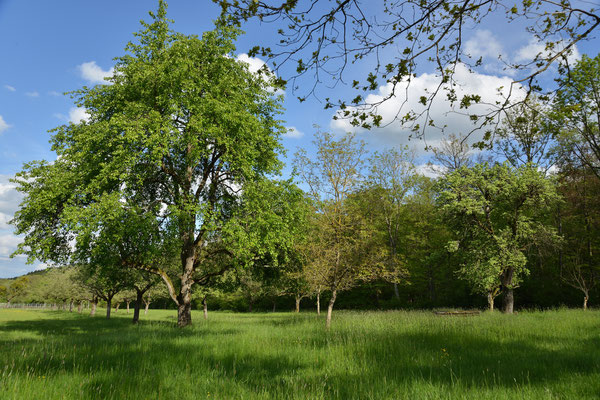 Oberhalb Zaberfeld - Naturschutzverein