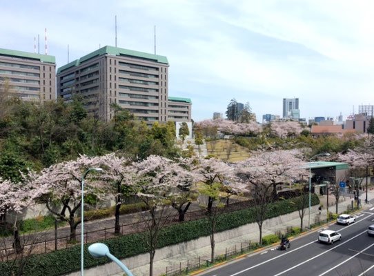 防衛省の桜　借景に感謝です