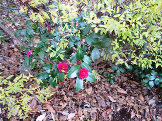 山茶花　澄んだ空気の中　一段と美しく