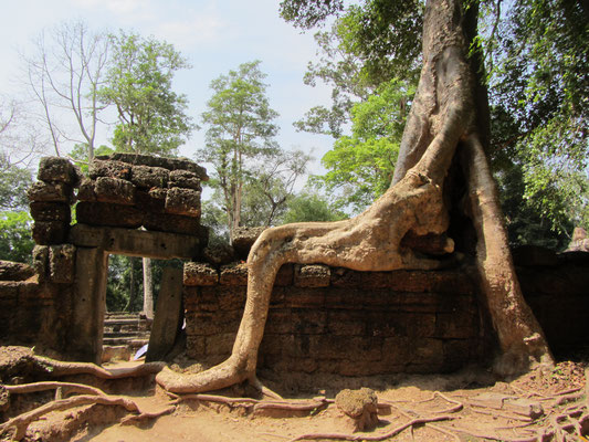 Temple Ta Prohm