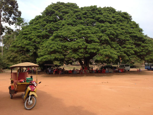 Arbre à pluie (Albizia saman)