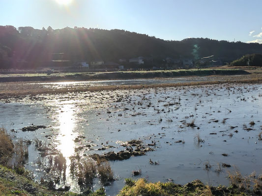 水があるとハクチョウ離着陸しやすい。
