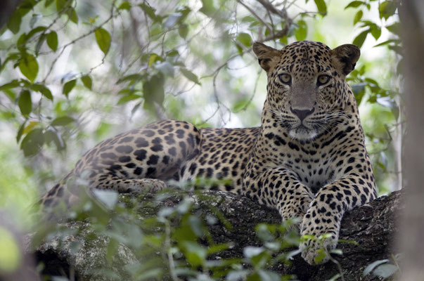 Sri Lanka Urlaub Safari