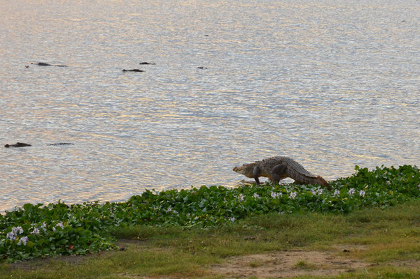 Sri Lanka Urlaub Safari