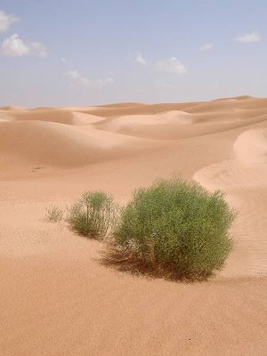 Prime dune da Douz verso Timbaine