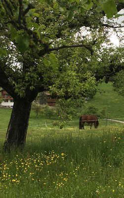 Pferd auf Weide