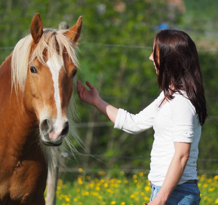 Begegnung mit Pferd