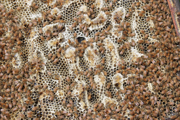 Photo d'une ruche remplit d'abeilles qui operculent du Miel de Manuka de Nouvelle-Zélande