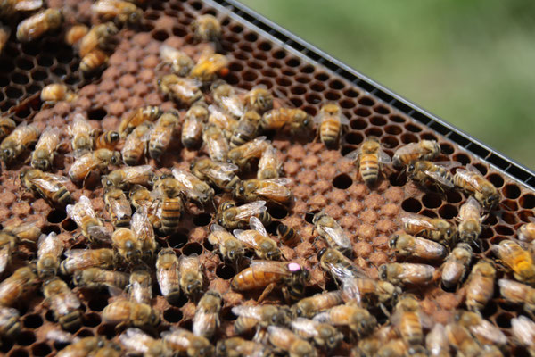 Photo d'un cadre remplit d'abeilles qui operculent du Miel de Manuka de Nouvelle-Zélande