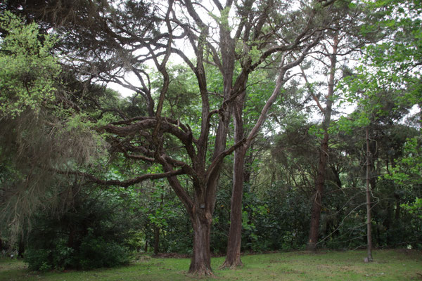 Arbres de Kanuka de Nouvelle-Zélande de l'île sud