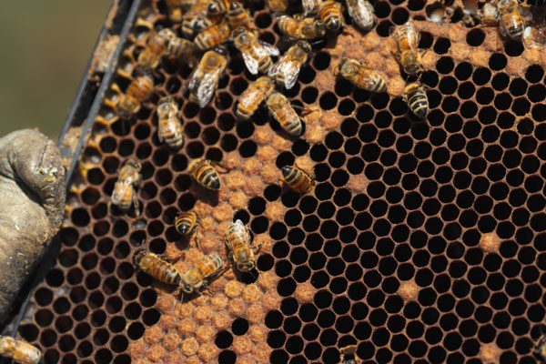 Un cadre d'une riche avec des abeilles en train de fabriquer le Miel de Manuka de Nouvelle-Zélande