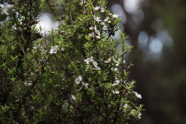 Photo de plusieurs fleurs et feuilles de Manuka de Nouvelle-Zélande, le célèbre Tea Tree