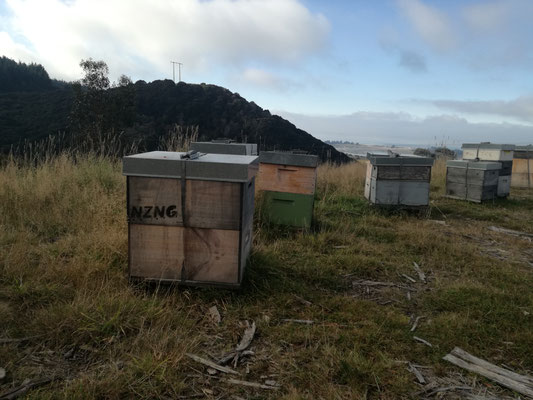 Un des ruchers de Puri New Zealand dans l'île sud, celui-ci est installé dans la nature pure et sauvage de la Nouvelle-Zélande pour récolter le Miel de Manuka