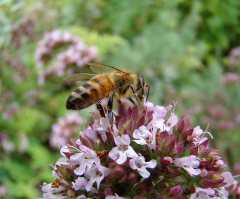 Fleur de thym butinée par une abeille en Nouvelle-Zélande