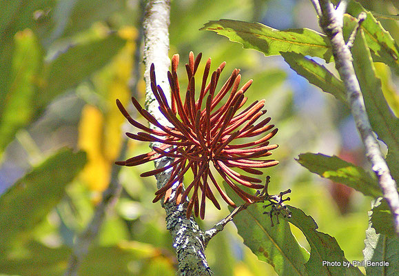 Fleur de Rewarewa de Nouvelle-Zélande