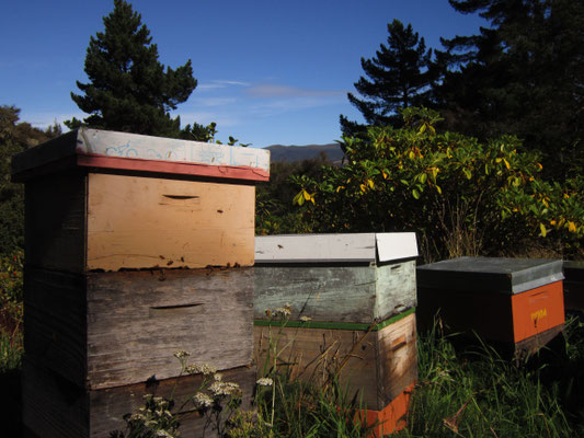 Photographie de trois ruches qui sont dans la nature de la Nouvelle-Zélande, dans un endroit pur sans pollution, dans une zone où est récolté par les abeilles le nectar des fleurs de Manuka