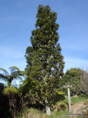 Arbre Rewarewa de Nouvelle-Zélande
