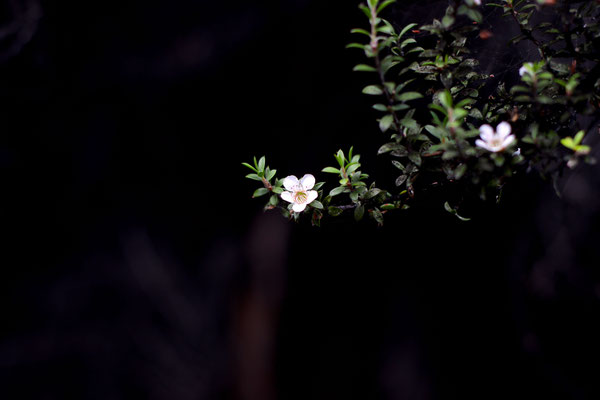 Magnifique photographie esthétique d'une fleur de Manuka de Nouvelle-Zélande sous arrière plan noir
