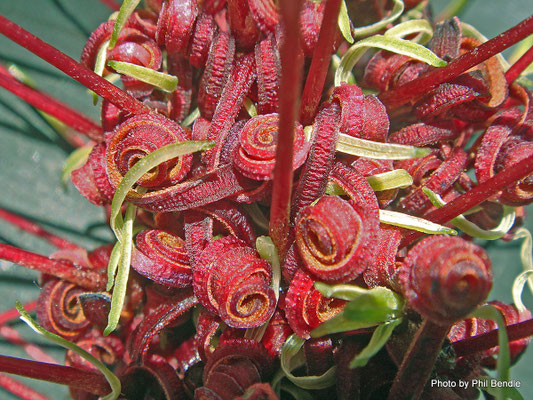 Étamine de Rewarewa de Nouvelle-Zélande