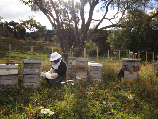 Photographie d'un apiculteur à genoux, qui prépare sa ruche pour inspection et pour une prochaine récolte de Miel de Manuka de Nouvelle-Zélade près de Dunedin île sud