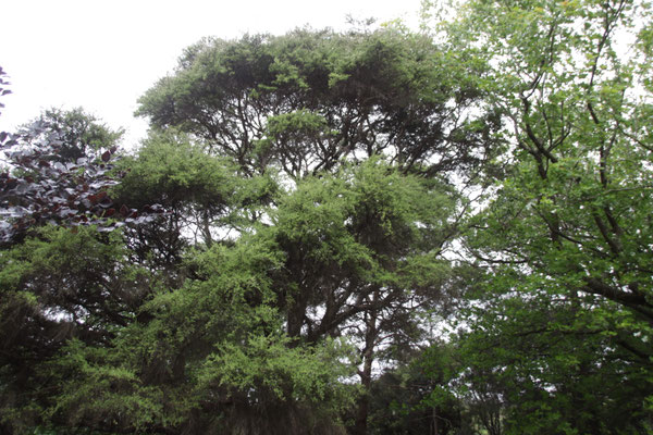 Arbres de Kanuka de Nouvelle-Zélande de l'île sud