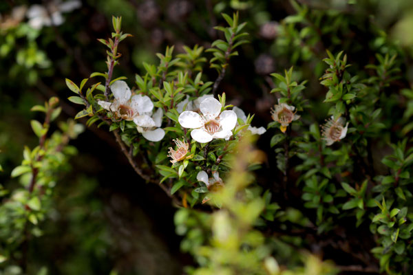 Photographie d'une fleur de Manuka en Nouvelle-Zélande qui contient le nectar qui fait le Miel de Manuka